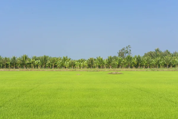 Green grass field — Stock Photo, Image