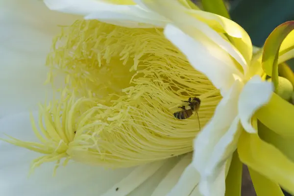 Цветок драконьих фруктов и пчел — стоковое фото