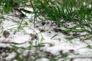 Yeşil, sulu, güzel çimenlerin ve zemini beyaz karın arka planı.