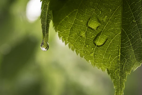 Close Drop Water Hangs Green Tree Leaf Rain Wallpaper Background — Stock Photo, Image