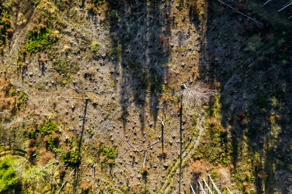 Clearcutted part of a forest with some shadows of living trees, filmed as aerial by a drone straingt from above. — Stock Photo, Image