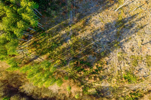 Harvested forest aera with some green trees throwing its last shadows, captured by drone straingt from above as top shot.