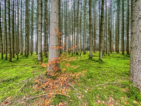 Vista en un bosque verde musgoso en otoño, muchos árboles, motivo agudo. — Foto de Stock