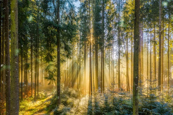 Small snowflakes are falling down in sunshine of a foggy morning in a daylight colored forest, idyllic moment of positive vibes. — Stock Photo, Image