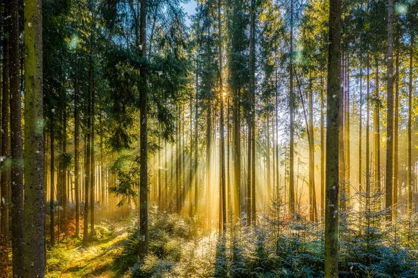 Sabah harika bir an, ormandaki sislerin arasından güneş ışınları geliyor, yeniden canlanan karamsar bir duvar kağıdı için cennet manzarası.. — Stok fotoğraf