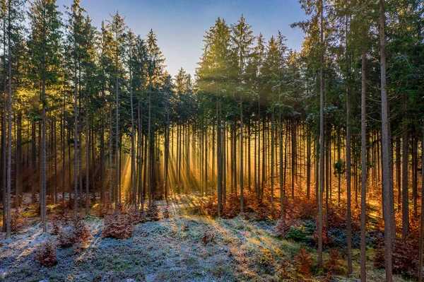 Herrliches goldenes Licht an einem frühen Morgen im Wald. Sonnenlicht scheint durch die Baumwipfel und wärmt den gefrorenen, schneebedeckten Boden. — Stockfoto