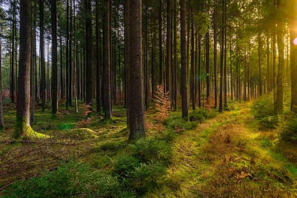 Schöne Aussicht durch einen bemoosten, grünen Wald mit Sonnenlicht von der rechten Seite, idyllischer Ort auf Erden, Erholungsgebiet in Zeiten der Korona. — Stockfoto