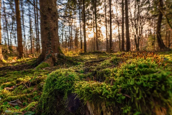 Blick durch einen idyllischen Wald aus einer niedrigeren Perspektive in der Herbstsaison. — Stockfoto