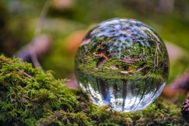 Ormanda yosunlu bir kütüğün üzerindeki top. Cam - bir malzeme, konseptler ve temalar, çevre, doğa. Külahların güzel yansıması, peri masalı ormanı.