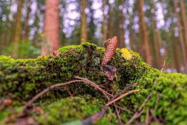 Yeşil yosunlu bir ormanda yerde çam kozalağı yatıyordu.