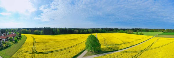 Krajobraz z powietrza kwitnącego rzepaku w panoramicznym widoku z zielonym drzewem otoczonym szerokim polem roślin oleistych rzepaku obok sielankowej wioski. — Zdjęcie stockowe