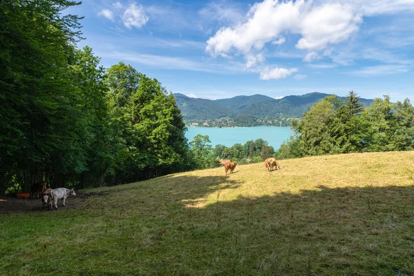 CO2 karbondioksit egzozunun sembolü olarak inekleri otlatmak ve çevresel bir kontrastta Bavyera Tegernsee 'nin güzel doğası. — Stok fotoğraf