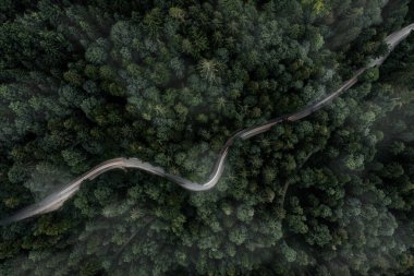 Sisli bir akşamda arabanın arka ışığı olan bir dronun yukarıdan görünüşü ile ormanın içinde virajlı bir yol..