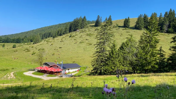 İnekler Chiemgau Alpleri 'nin tepesinde otluyor. Güney Bavyera' da harika bir yürüyüş ve dinlenme yeri.. — Stok fotoğraf