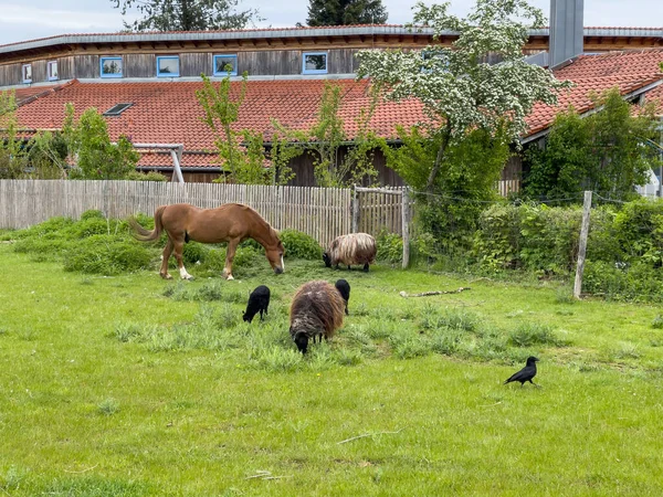 말 한 마리, 양 두 마리, 새 한 마리 가집 앞푸른 초원에서 식사를 하고 있다. — 스톡 사진