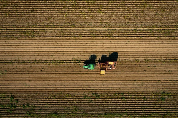 Cosecha de patatas en un campo, capturadas por un dron desde arriba con un trabajador rural recogiendo patatas en un tractor. —  Fotos de Stock