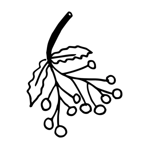 Illustration vectorielle de la branche de rowan avec des feuilles et des baies dans le style doodle — Image vectorielle