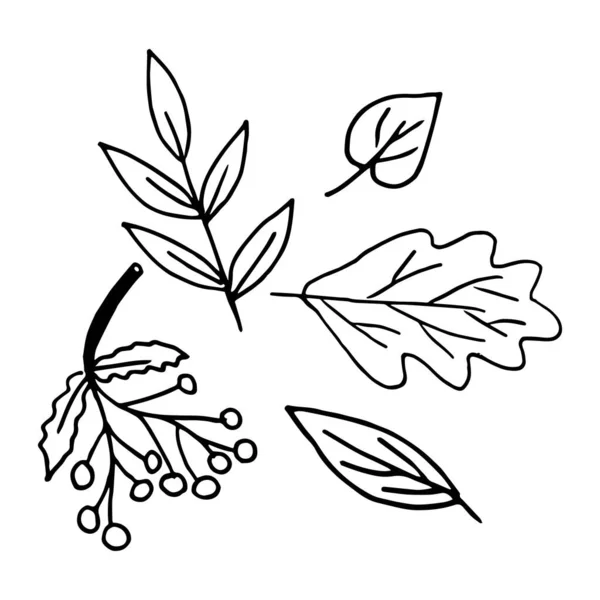 Wektorowy zestaw ilustracji różnych liści drzew w stylu bazgrołów — Wektor stockowy
