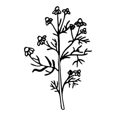 Papatya çayı eczanesinin temsilcisi. Doodle tarzı.