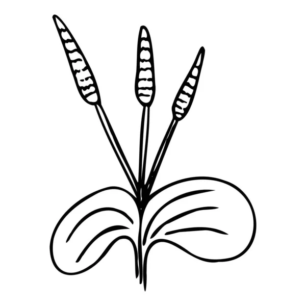 Illustration de plantain de style doodle dessinée à la main. Illustration vectorielle. — Image vectorielle