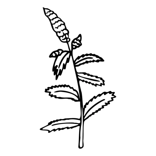 Illustration vectorielle d'un brin de menthe. icône de menthe poivrée. — Image vectorielle