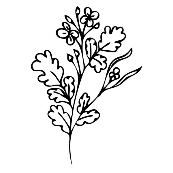 La branche est celandine. Herbe médicinale — Image vectorielle