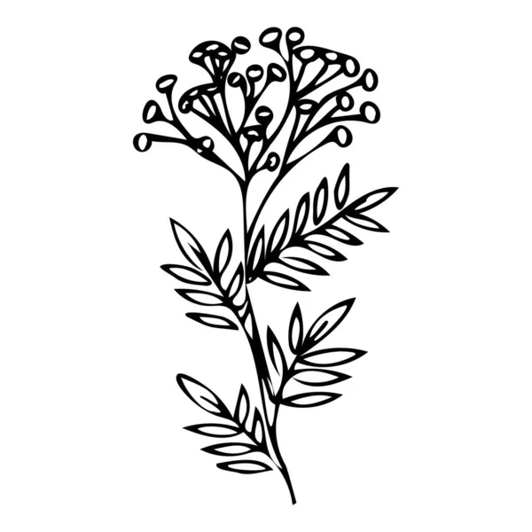 Icône de branche tansy en fleurs. Herbes médicinales . — Image vectorielle