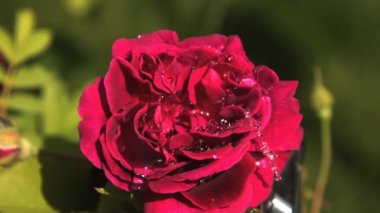 Yavaş Çekimde Kırmızı Gül 'e Düşen Su Damlası Yakın Çekim
