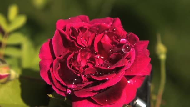 Wassertropfen Die Zeitlupe Auf Eine Rote Rose Fallen Eine Nahaufnahme — Stockvideo