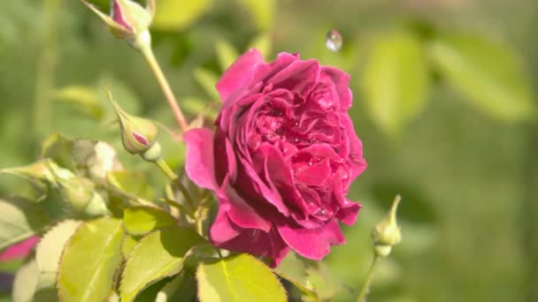 粉红玫瑰花瓣上的水滴高速落下 — 图库视频影像