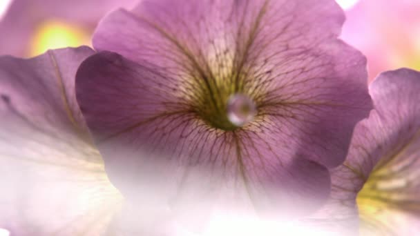 Wassertropfen Fallen Auf Wunderschöne Bunte Petunienblüten Zeitlupe Mit Linsenschlag Auf — Stockvideo