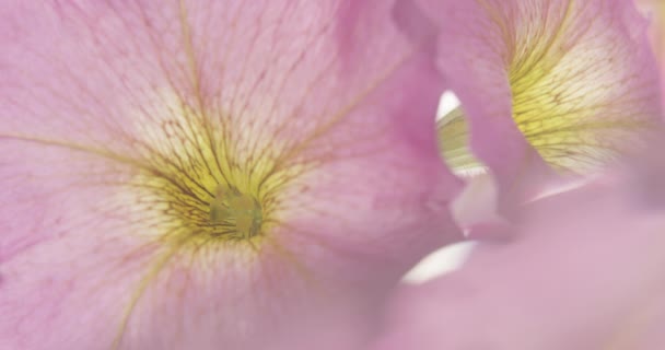 Droppe Vatten Faller Vacker Färgglad Blomma Petunia Bakgrundsbelyst Skott — Stockvideo