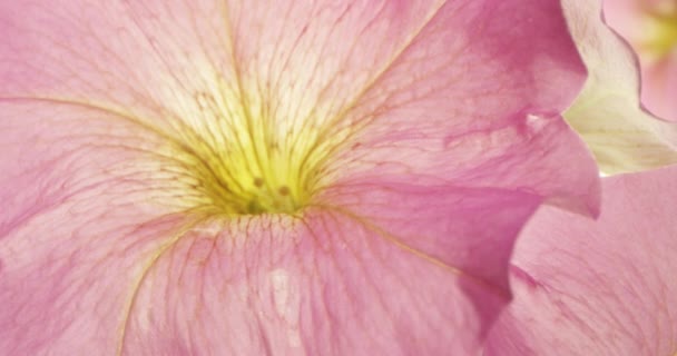 Krople Wody Spadające Różowy Kwiat Petunia Makro Shot Top View — Wideo stockowe