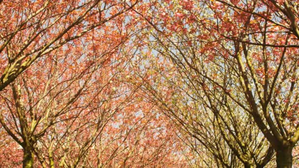 Birçok güzel Japon kiraz ağaçları, Amsterdam daki Museumplein ilkbaharda çiçek açması — Stok video