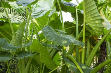 Alocasia Odora, Jakarta, Endonezya