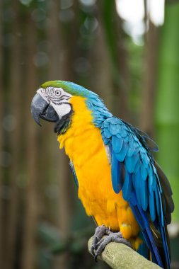 Mavi ve sarı Amerika papağanı, Endonezya