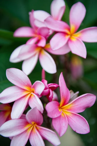 Kamboja Plumeria 2 de Bali, Indonésie — Photo