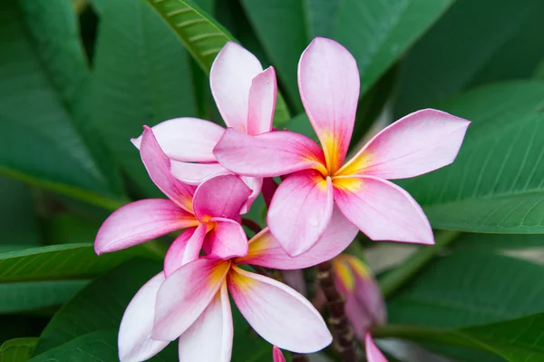 Kamboja Plumeria 1 z Bali, Indonezja — Zdjęcie stockowe