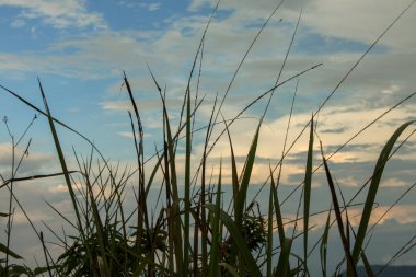 Portakal rengi gökyüzü manzaralı çimen manzarası