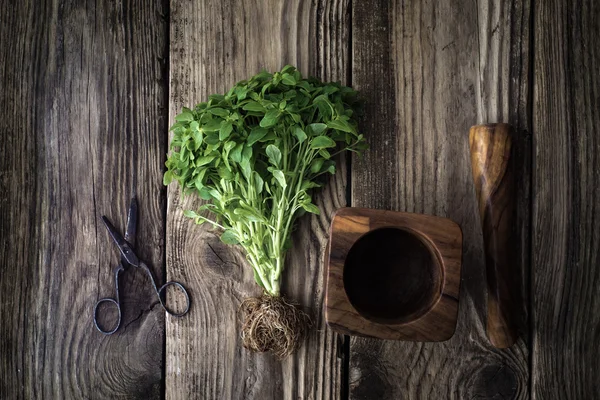 Basil, scissors and mortar on old boards — Stock Photo, Image