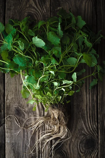 Зеленая мята с корнями на деревянном столе — стоковое фото