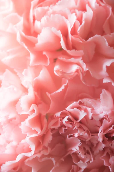 Grande buquê de cravos rosa — Fotografia de Stock