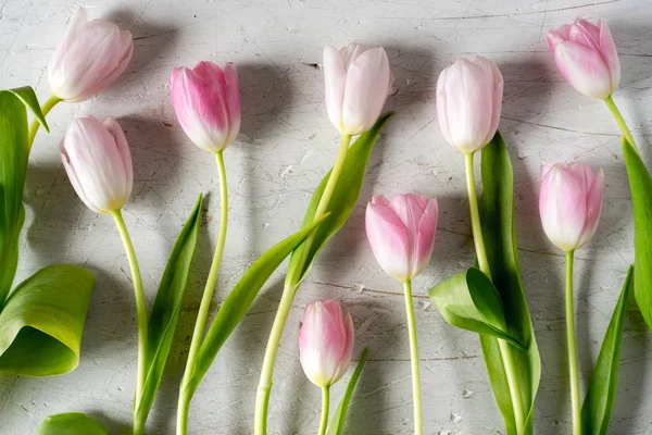 Tulipanes rosados sobre fondo blanco —  Fotos de Stock