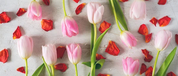 Tulipanes rosados y pétalos rojos sobre un fondo blanco —  Fotos de Stock