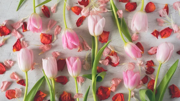 Tulipanes rosados y pétalos rojos sobre un fondo blanco —  Fotos de Stock