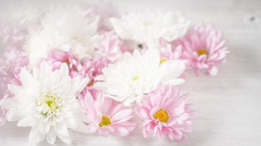 Yatay beyaz arka plan üzerinde beyaz ve pembe çiçekler