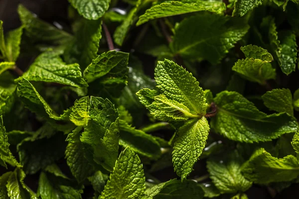 Menthe laisse fond close-up — Photo