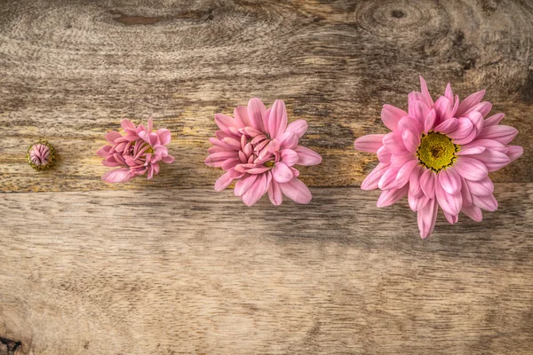 Conceito de uma flor florescente — Fotografia de Stock