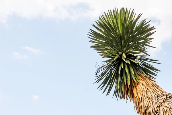 Пальма на голубом небе — стоковое фото