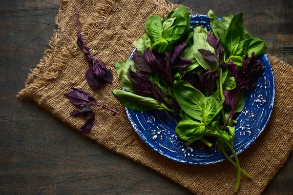 Green and red basil on the blue plate on the dark background — Stock Photo, Image